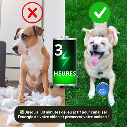 DoggyBall - Stimule et Réduit l'Anxiété